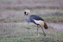 Grey Crowned Crane